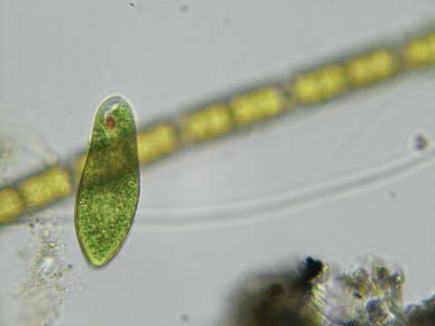 Image of Euglena oblonga F. Schmitz 1884