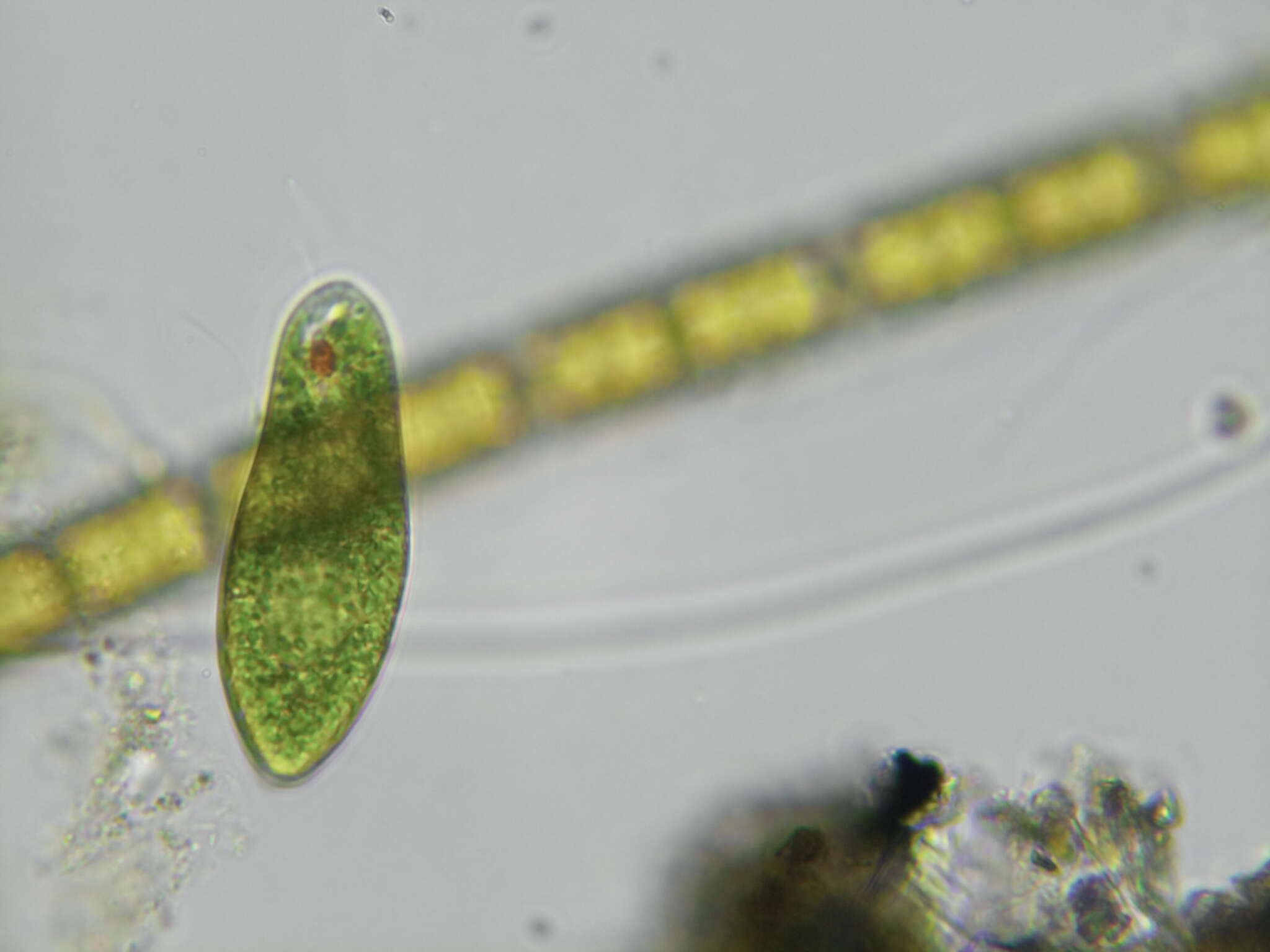 Imagem de Euglena oblonga F. Schmitz 1884