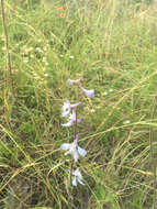 Delphinium carolinianum subsp. virescens (Nutt.) R. E. Brooks的圖片