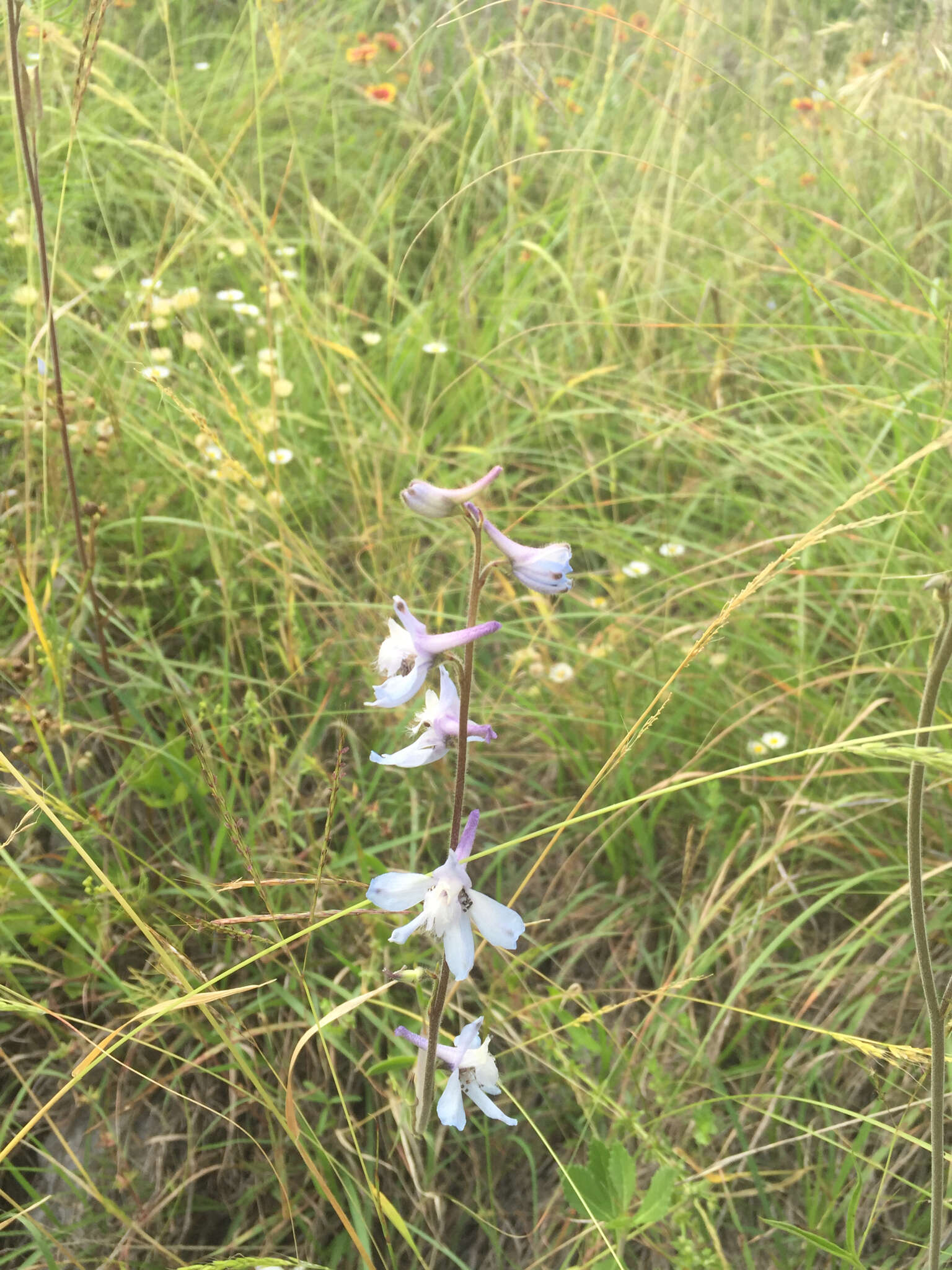 Delphinium carolinianum subsp. virescens (Nutt.) R. E. Brooks的圖片