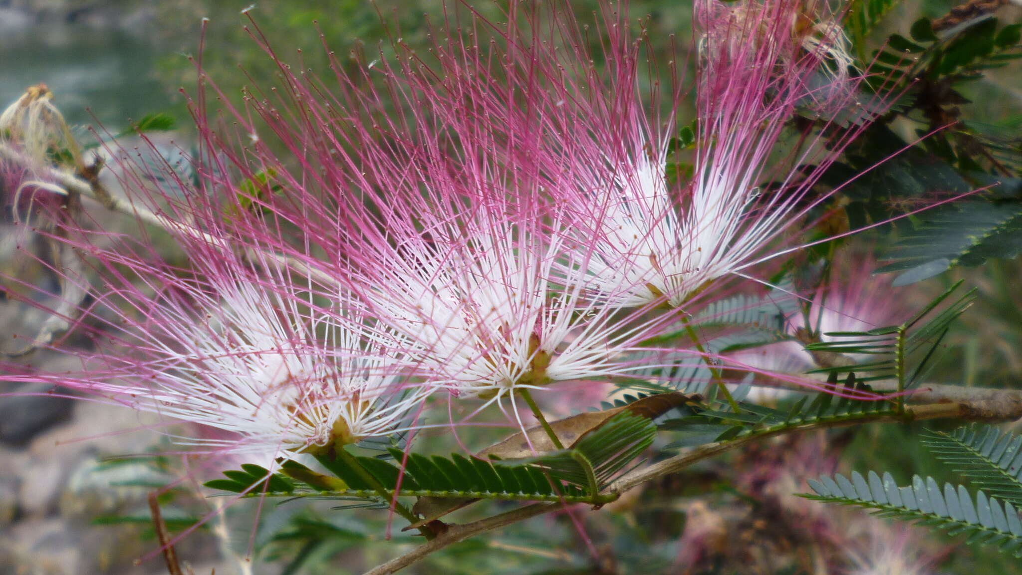 Image of Calliandra caeciliae Harms