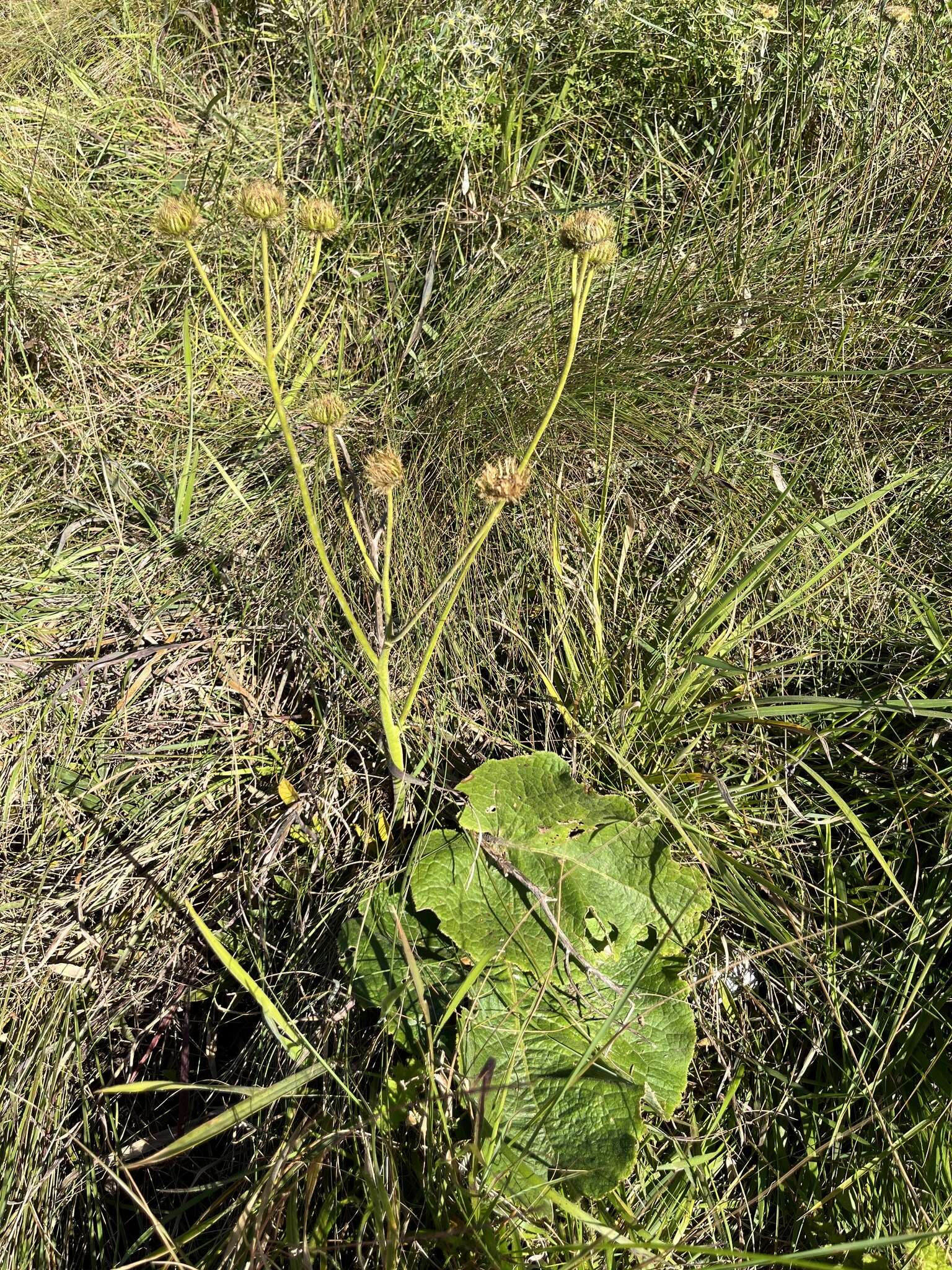 Image of Berkheya speciosa (DC.) O. Hoffm.