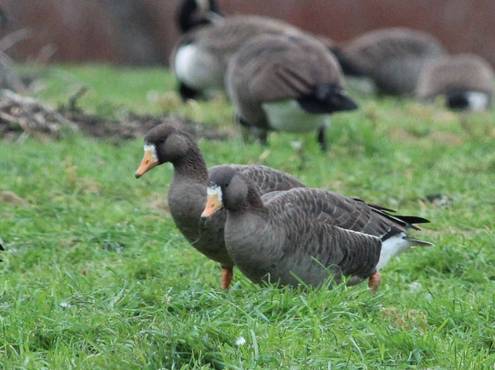 Image of Greenland White-fronted Goose