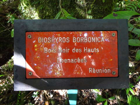 Слика од Diospyros borbonica I. Richardson