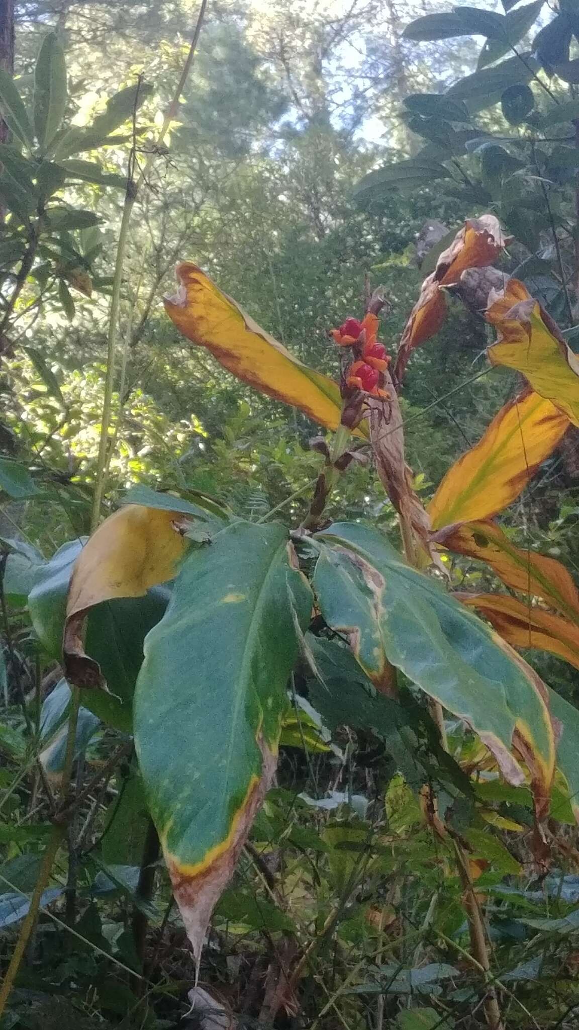 Слика од Hedychium spicatum Sm.