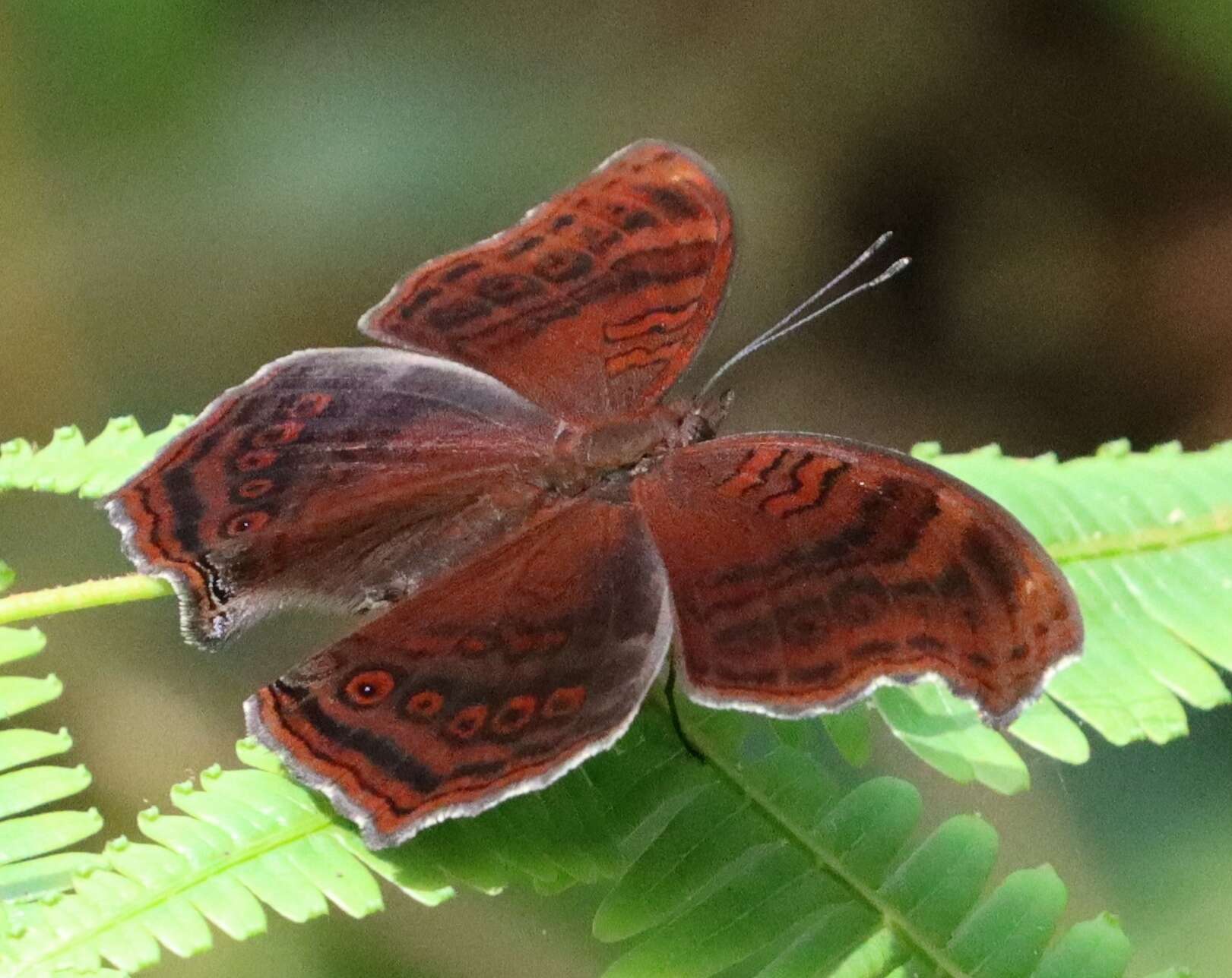 Imagem de Junonia stygia Aurivillius 1894