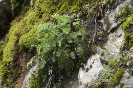 Tanacetum poteriifolium (Ledeb.) Grierson的圖片