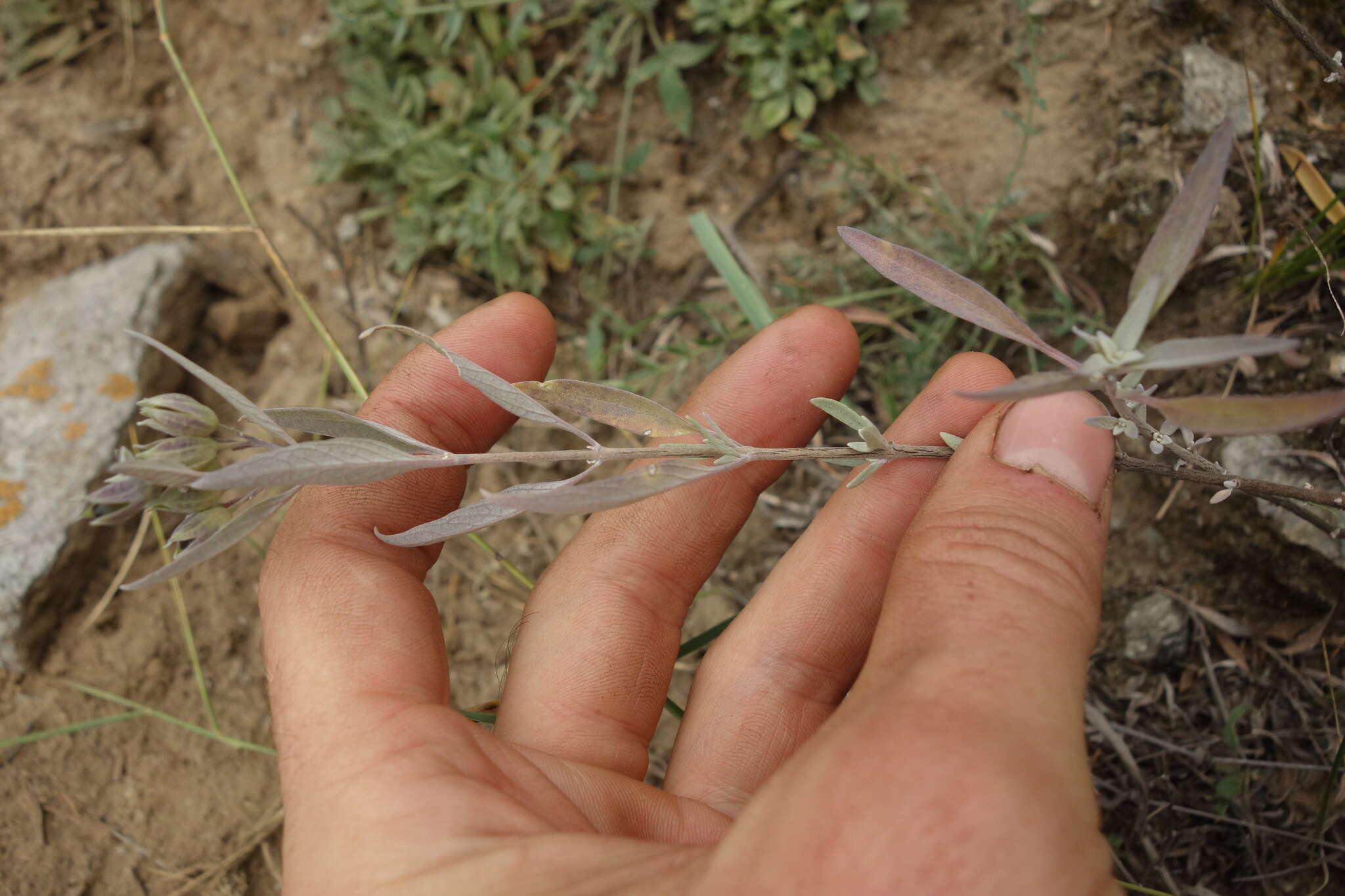 Image of Caryopteris mongholica Bunge