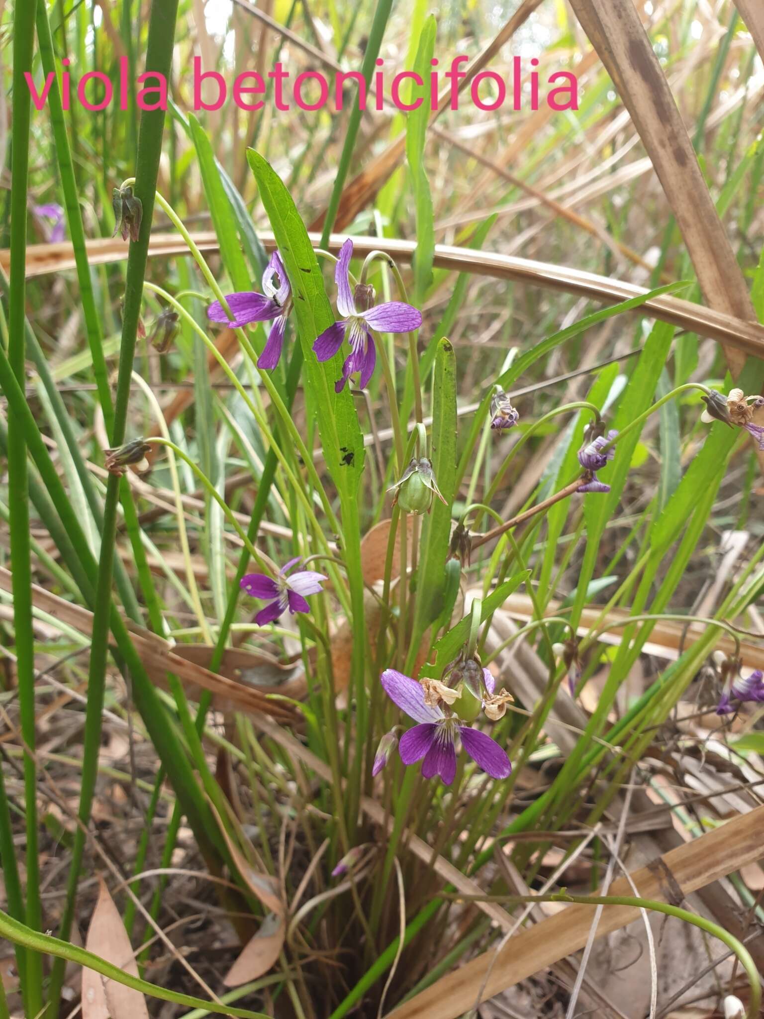 Image de Viola betonicifolia Smith