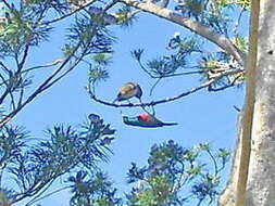 Image of Greater Double-collared Sunbird