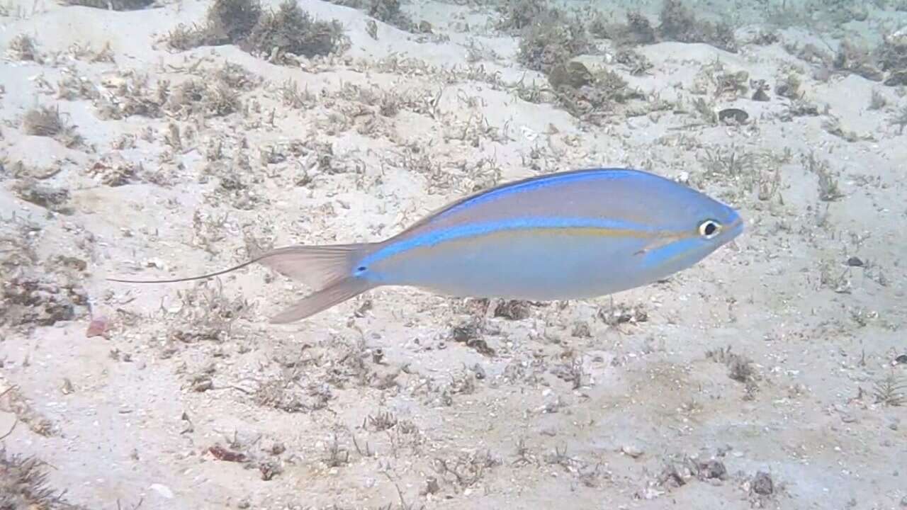 Image of Blue-faced whiptail