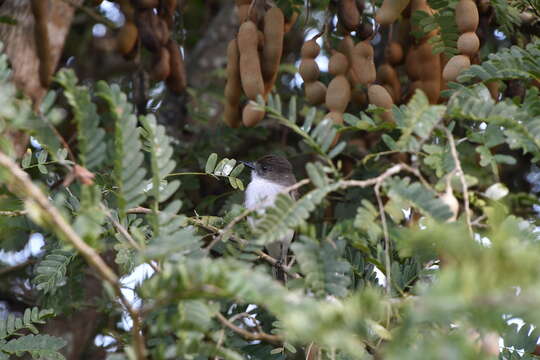 Image of Puerto Rican Flycatcher