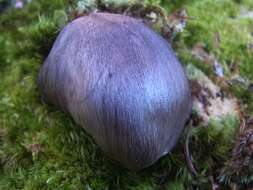 Image of Tricholoma pullum Ovrebo 1989