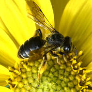 Image de Andrena aliciae Robertson 1891