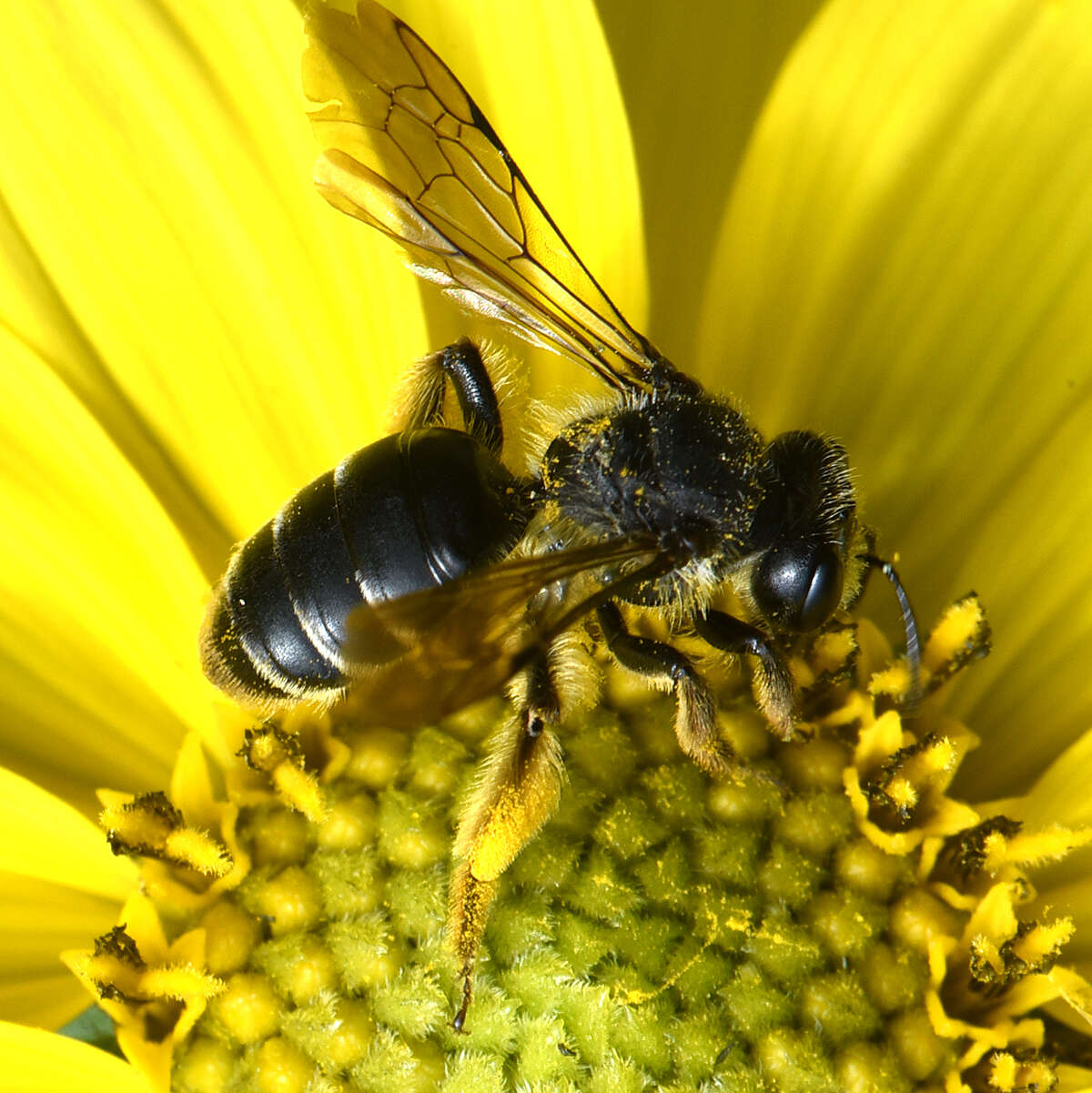 Image de Andrena aliciae Robertson 1891