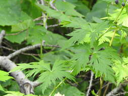 Слика од Aconitum degenii Gayer