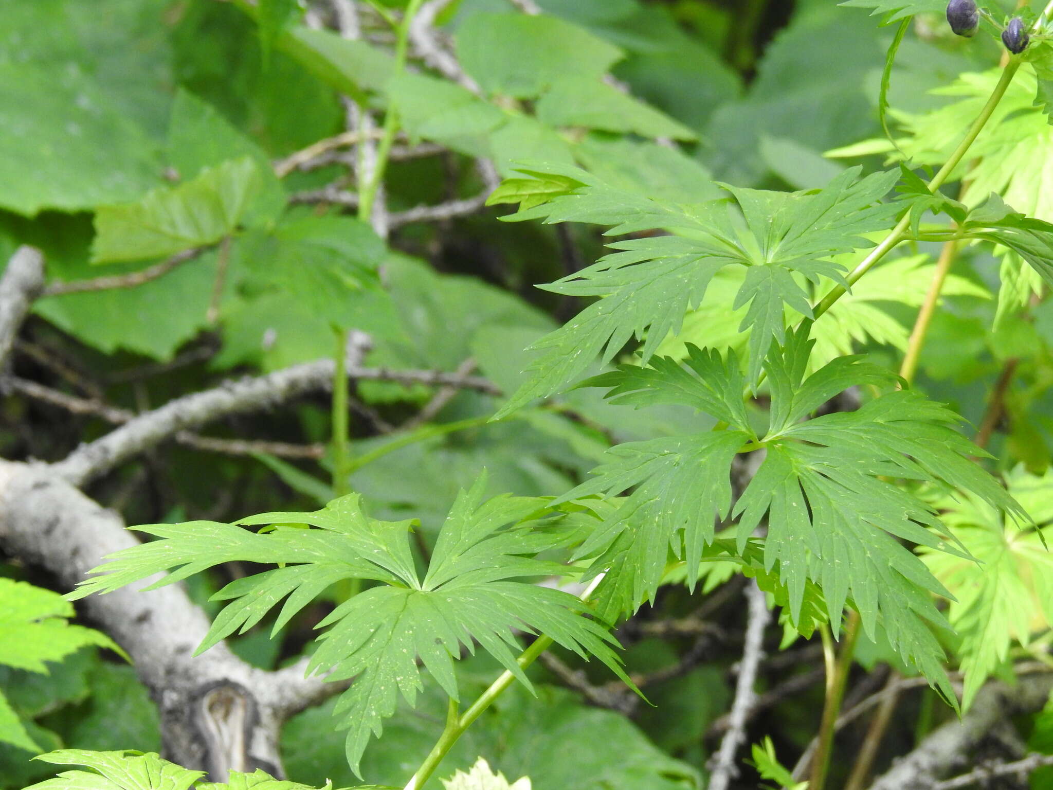 Слика од Aconitum degenii Gayer