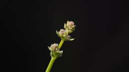 Image of Borrego bedstraw