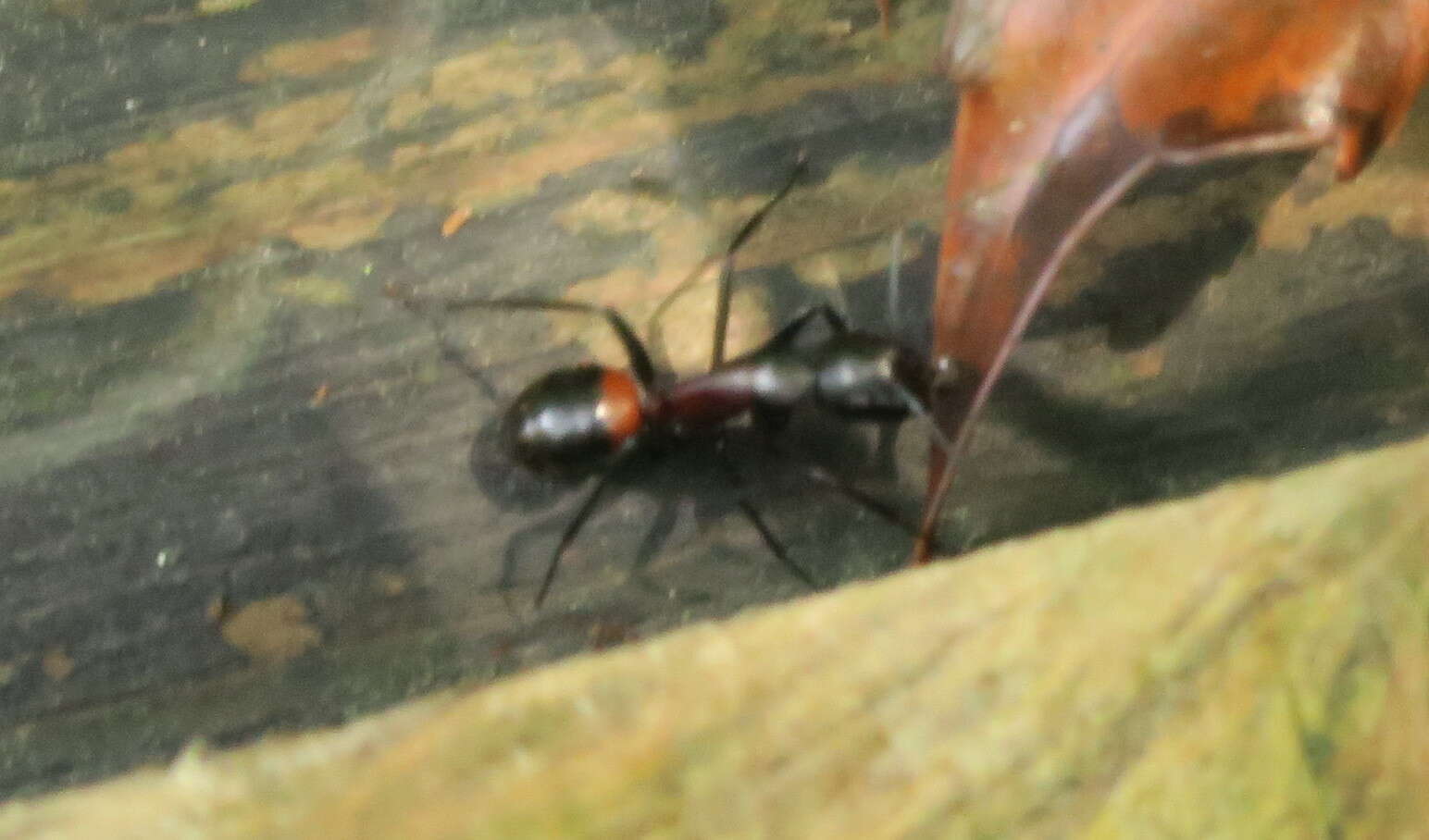 Image de Camponotus hemichlaena Yasumatsu & Brown 1951