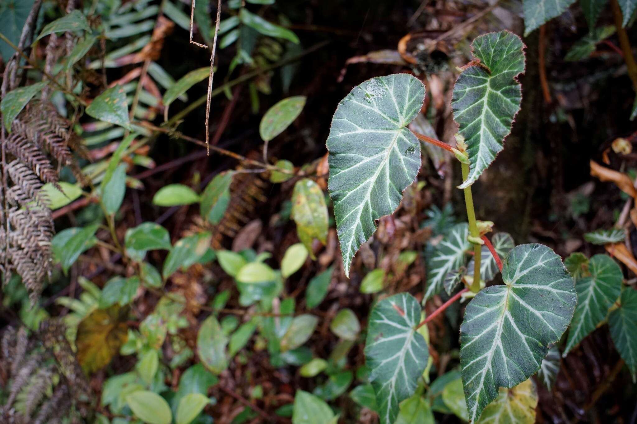 Слика од Begonia ferruginea L. fil.