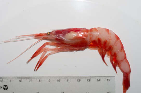 Image of Crimson glass shrimp