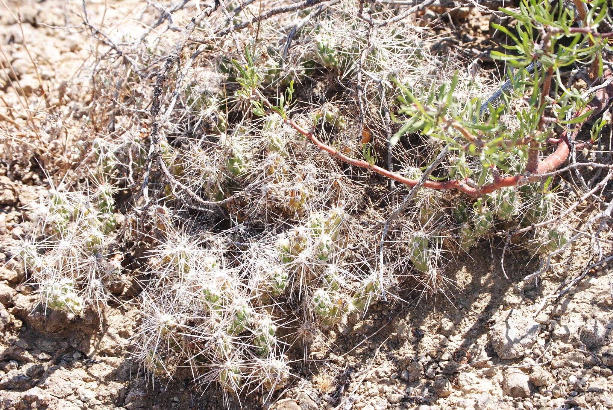 Image of Graham's pricklypear