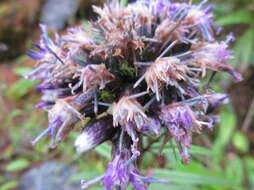 Image of Saussurea stubendorffii Herd.