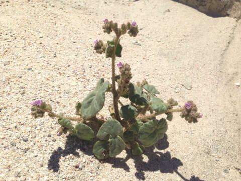 Image of blacktack phacelia