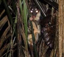 Image of Anderson's Four-eyed Opossum