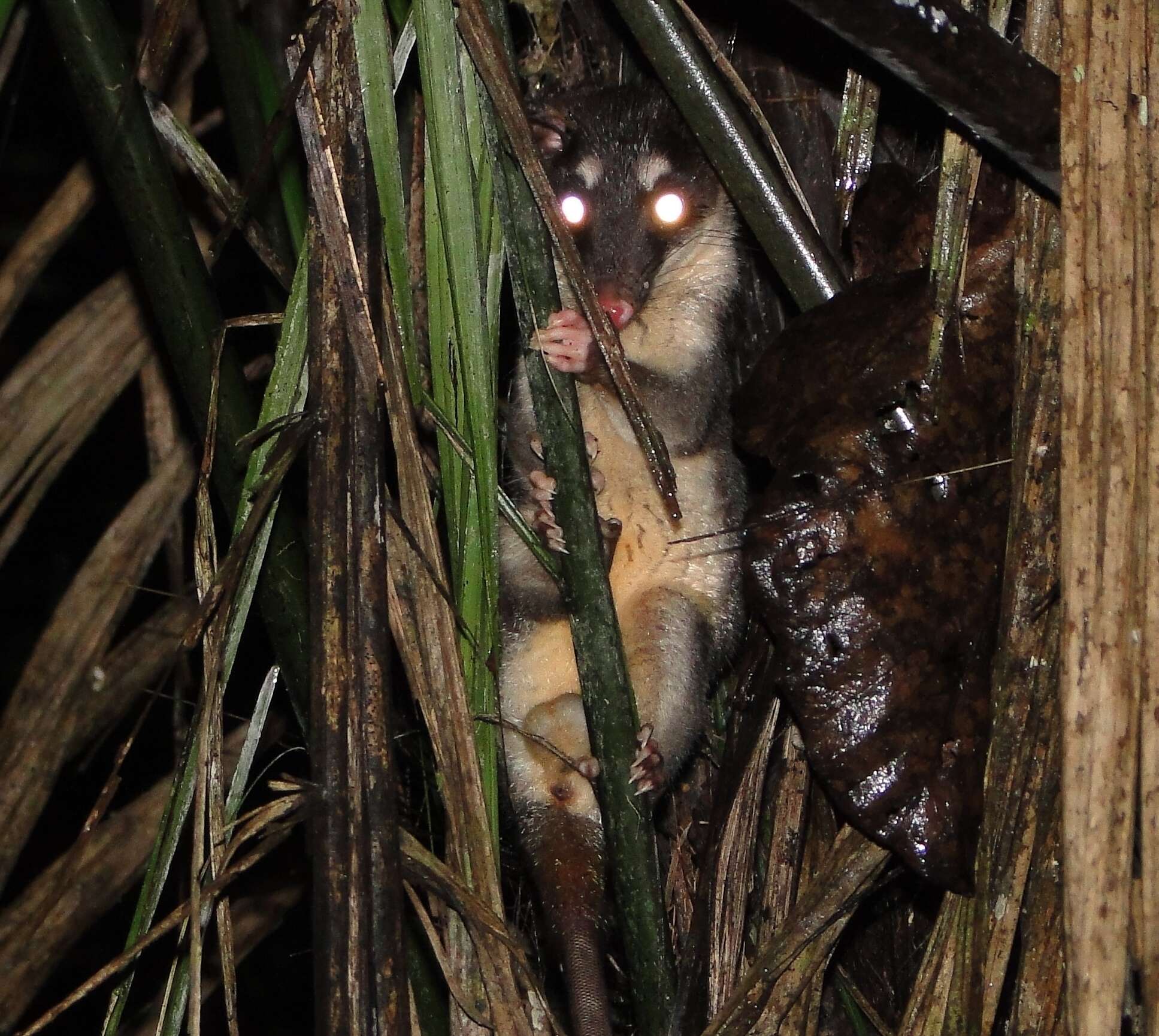 Image of Anderson's Four-eyed Opossum