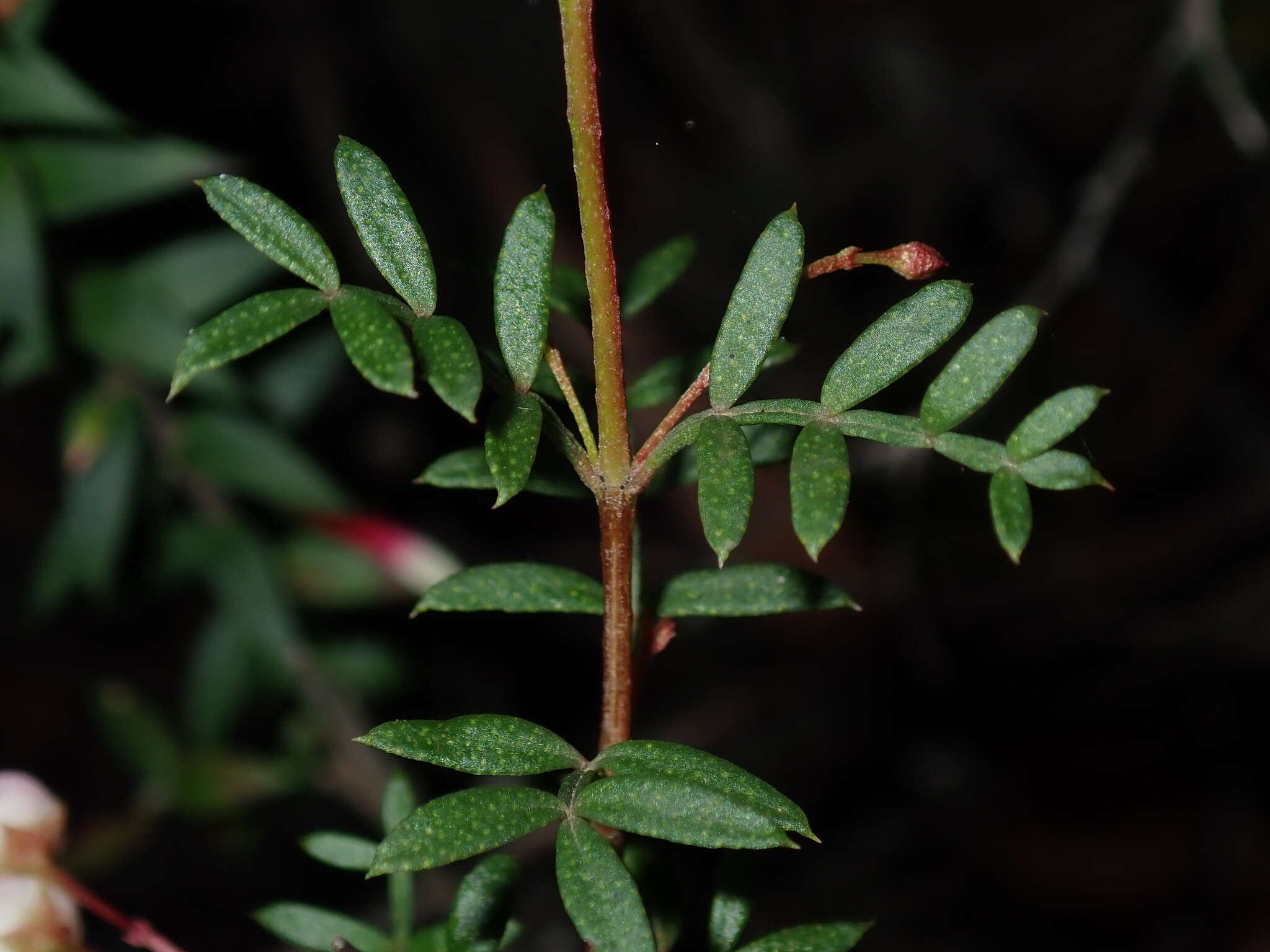 Image of Boronia floribunda Sieber ex Spreng.