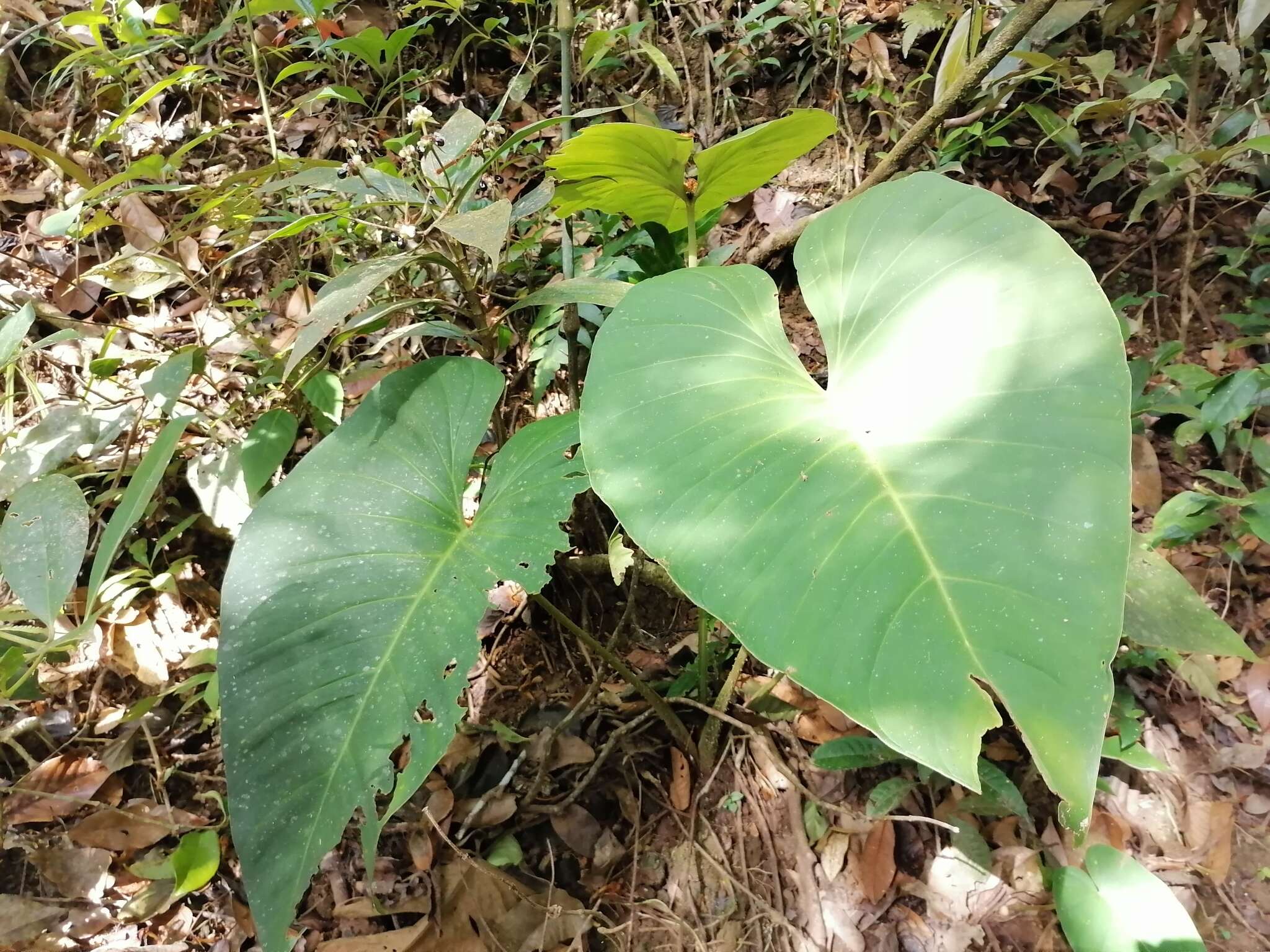 Image of Adelonema wendlandii (Schott) S. Y. Wong & Croat