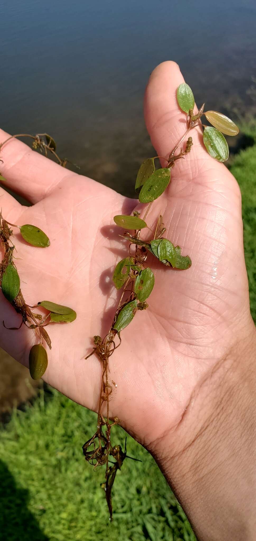 Image of waterthread pondweed