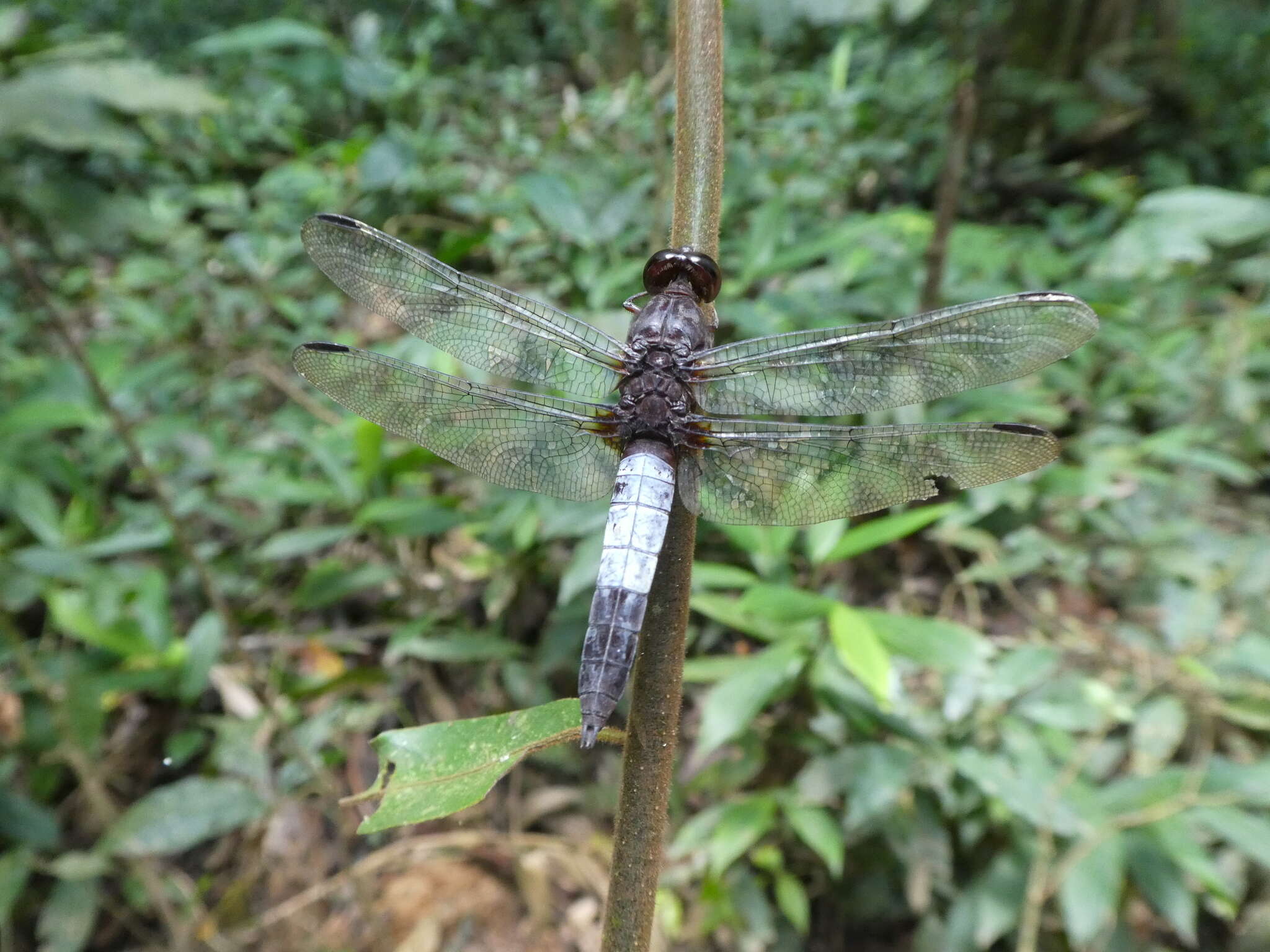 Hadrothemis coacta (Karsch 1891) resmi