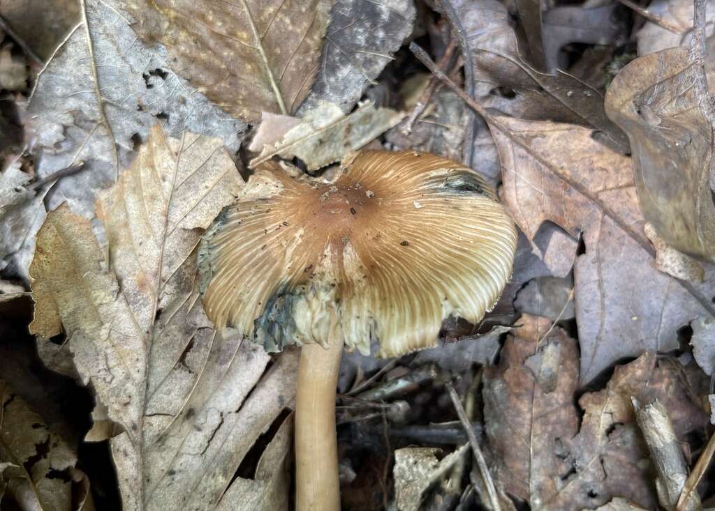 Imagem de Inocybe insignis A. H. Sm. 1941