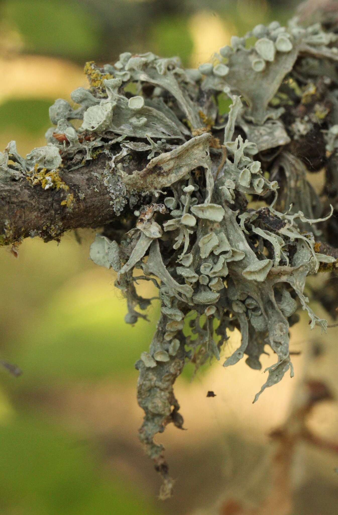 Imagem de Ramalina fraxinea (L.) Ach.