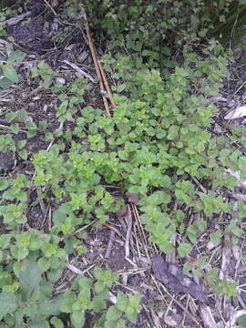 Image of birdeye speedwell