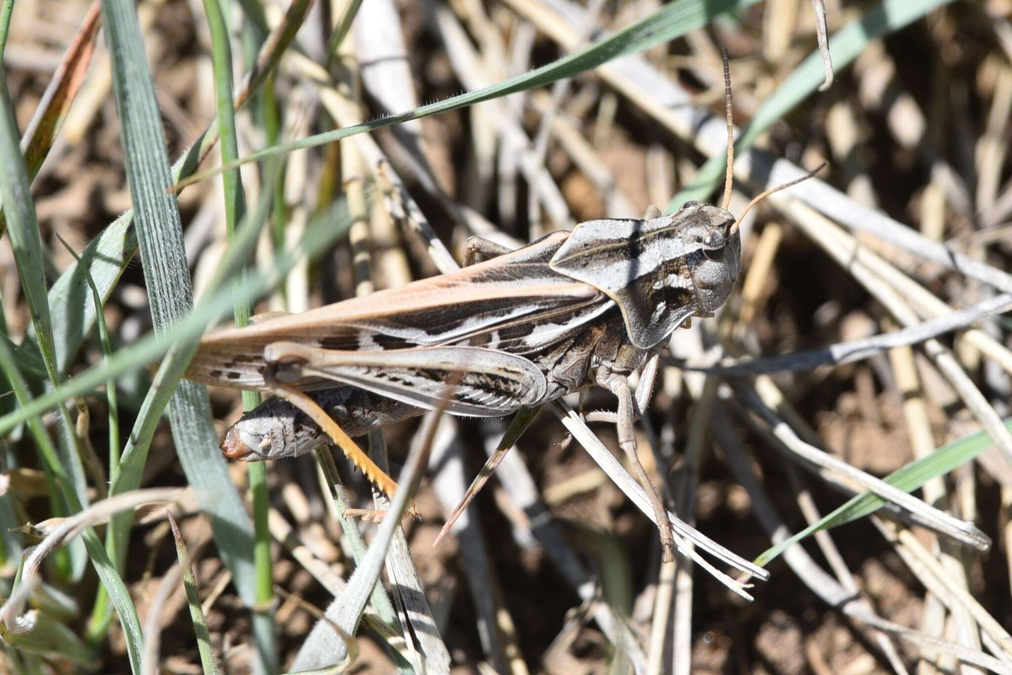 Слика од Pardalophora apiculata (Harris & T. W. 1835)