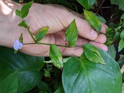 Image de Tradescantia poelliae D. R. Hunt