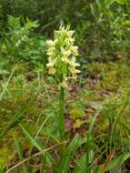 Image of Dactylorhiza romana subsp. guimaraesii (E. G. Camus) H. A. Pedersen