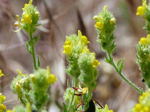 Image of Linaria saxatilis (L.) Chaz.