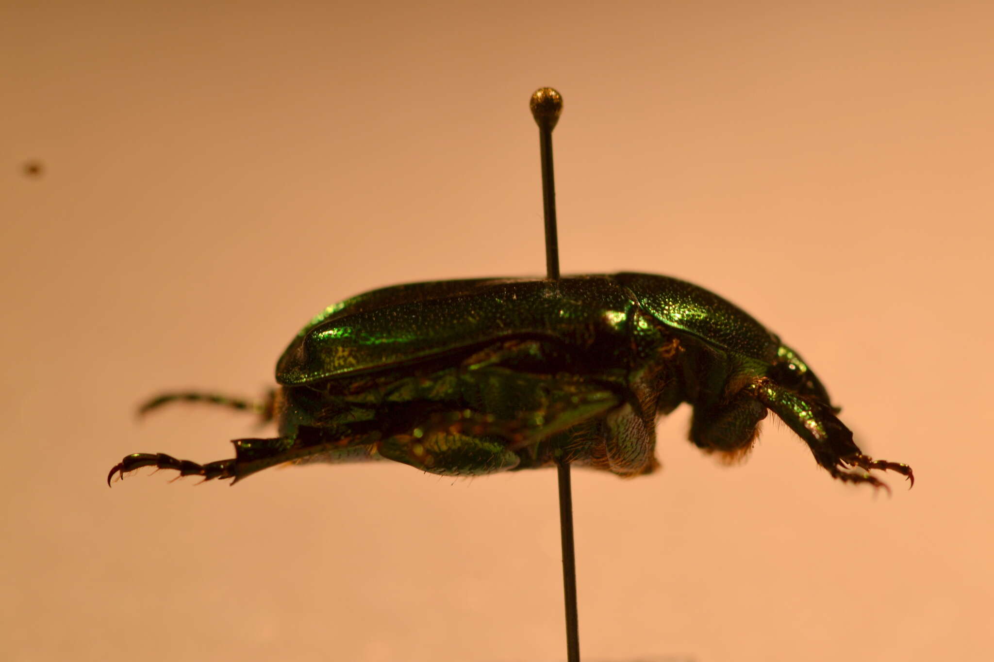 Image of emerald beetle