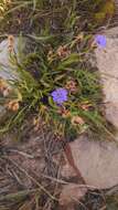 Image of Aristea africana (L.) Hoffmanns.