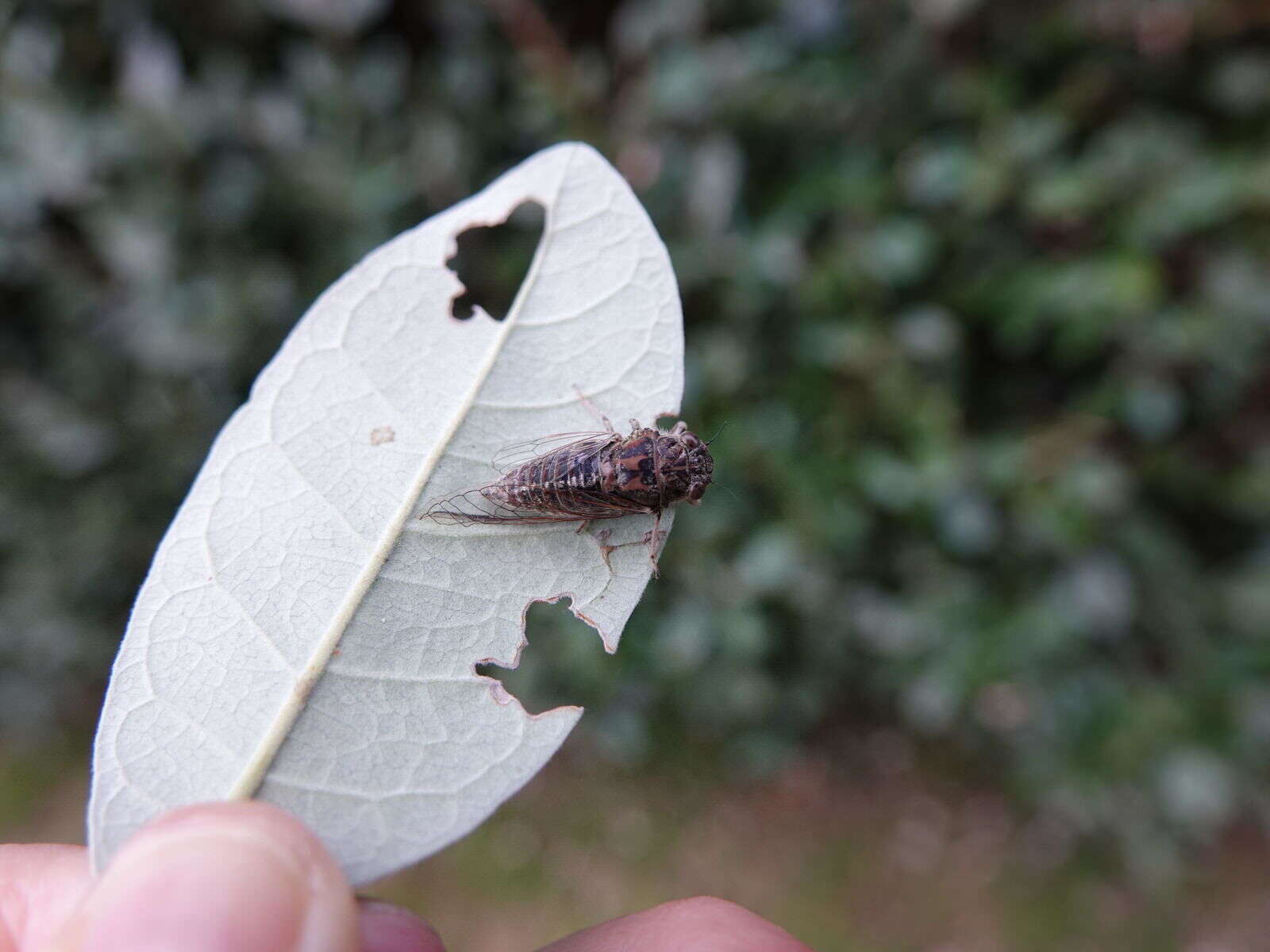 Image of clay bank cicada