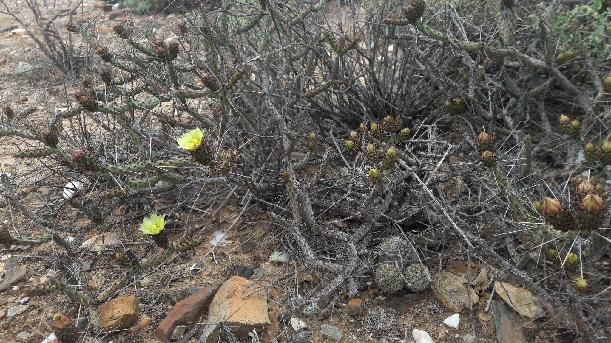 Image de Cylindropuntia tesajo (Engelm. ex J. M. Coult.) F. M. Knuth