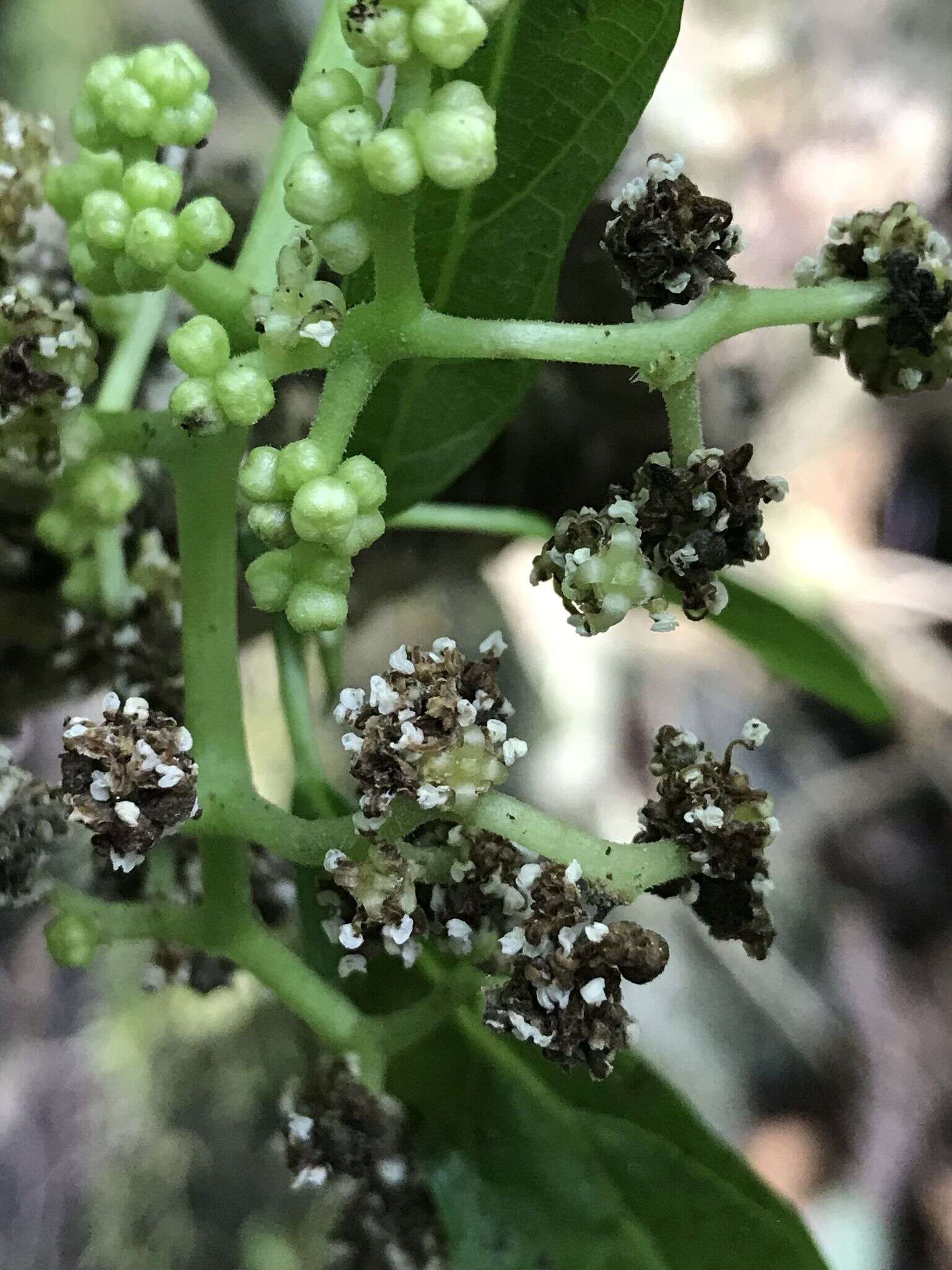 Imagem de Dendrocnide latifolia (Gaud.) Chew