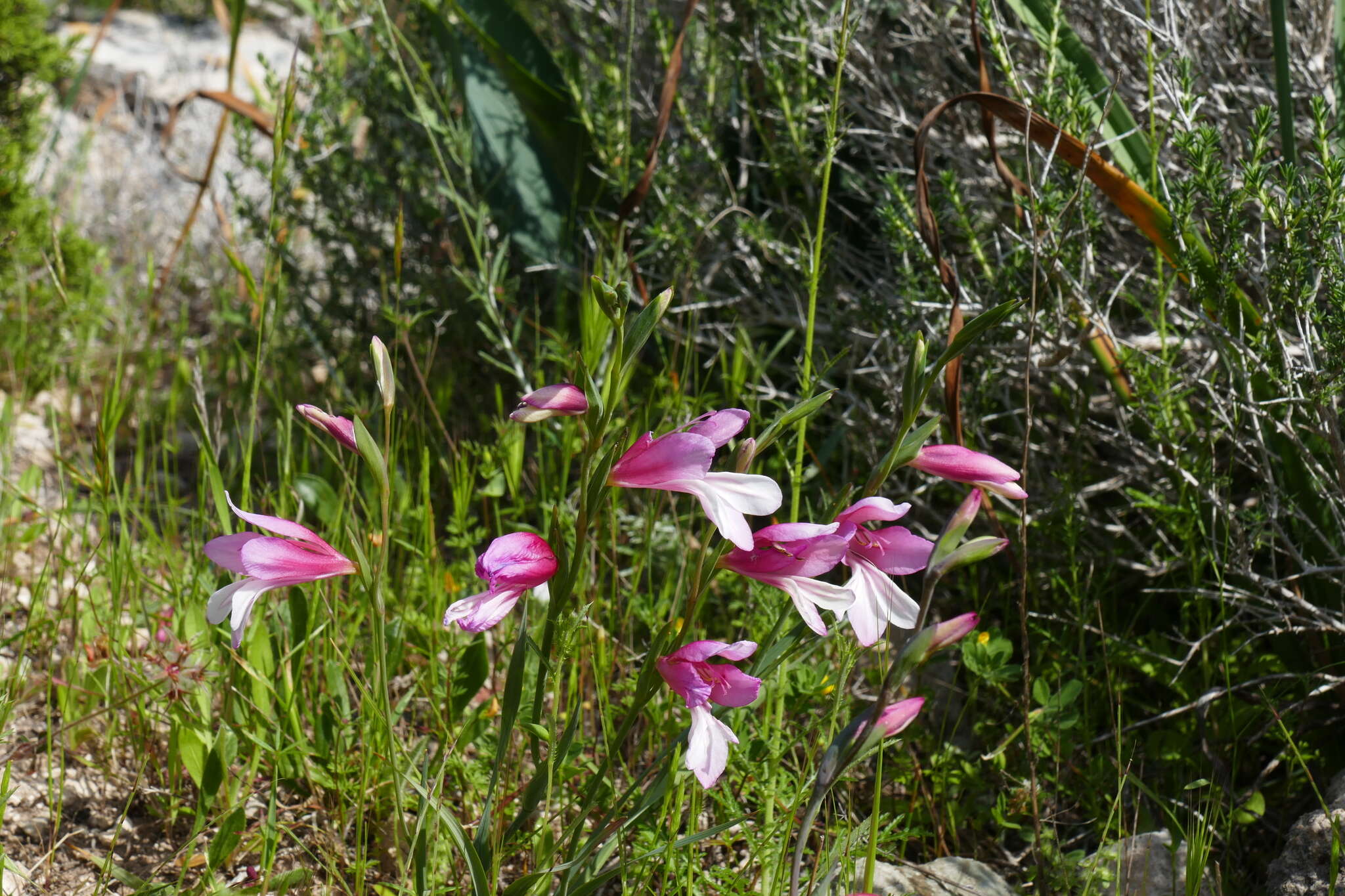 Imagem de Gladiolus triphyllus (Sm.) Ker Gawl.