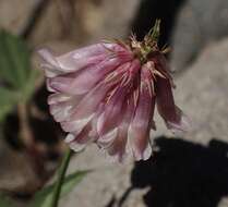 Image de Trifolium kingii subsp. productum (Greene) D. Heller