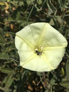 Convolvulus palaestinus Boiss. resmi