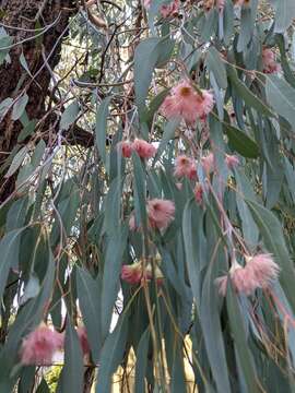 Imagem de Eucalyptus sideroxylon A. Cunn. ex Woolls